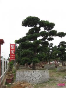日本罗汉松