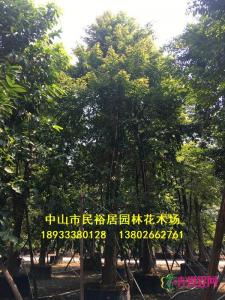 单杆子母树