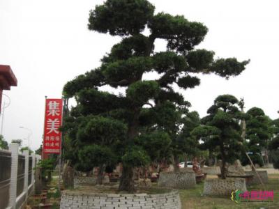日本罗汉松