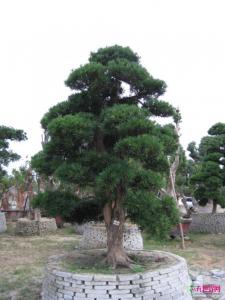日本罗汉松