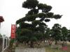 日本罗汉松
