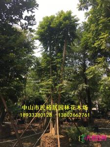 单杆子母树