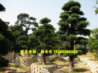 日本罗汉松